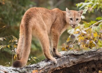 Encuentran un puma y no era Goity ni Rodríguez