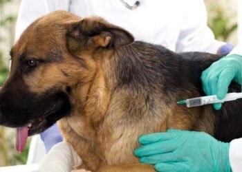 La Campaña de vacunación antirrábica supera las 2500 dosis aplicadas en Alto Comedero