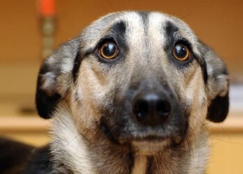 Crueldad animal: le dieron prisión preventiva a la mujer que mató a su perra a punto de parir