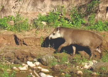 Mucha ternura: Guardaparques de Calilegua encontraron un Tapir