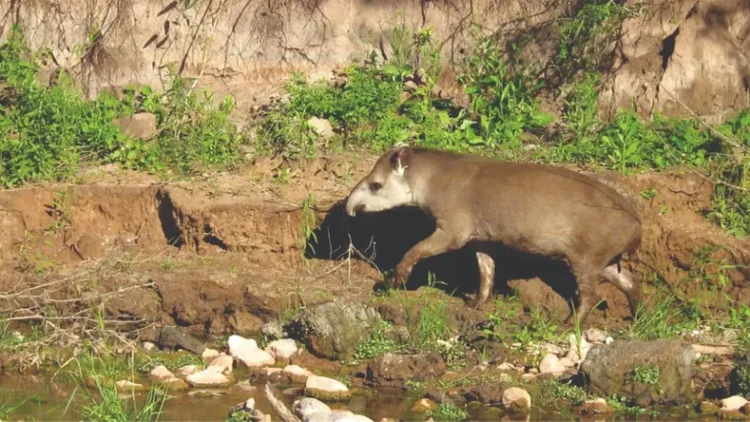 Mucha ternura: Guardaparques de Calilegua encontraron un Tapir