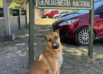 Convocan a marcha en La Mendieta para exigir justicia por “Gringo”, el perro comunitario asesinado brutalmente