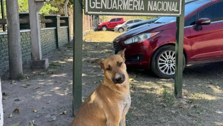 Convocan a marcha en La Mendieta para exigir justicia por “Gringo”, el perro comunitario asesinado brutalmente