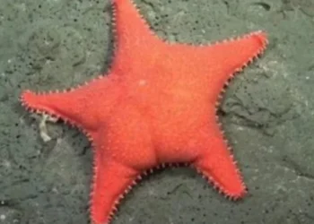 Martín Fierro de Oro para la Ciencia. Streaming del CONICET ganó el máximo galardón por la exploración submarina