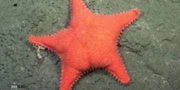 Martín Fierro de Oro para la Ciencia. Streaming del CONICET ganó el máximo galardón por la exploración submarina