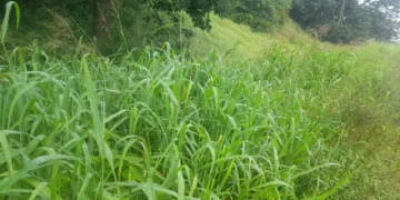 Rutas con «maleza alta»: un peligro que acecha a los conductores en Jujuy