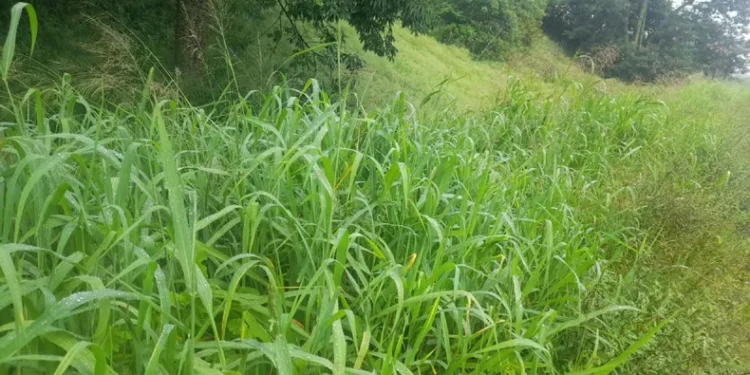 Rutas con «maleza alta»: un peligro que acecha a los conductores en Jujuy