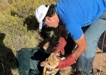 Le salvaron la vida a una zorrita colorada herida en la Puna jujeña