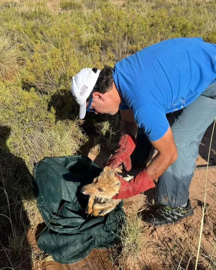 Le salvaron la vida a una zorrita colorada herida en la Puna jujeña