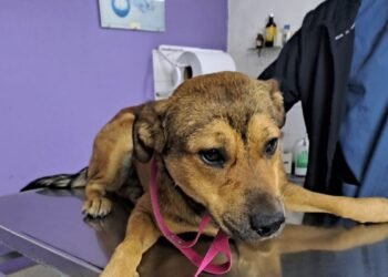 Podés castrar y vacunar a tu mascota gratis en la capital