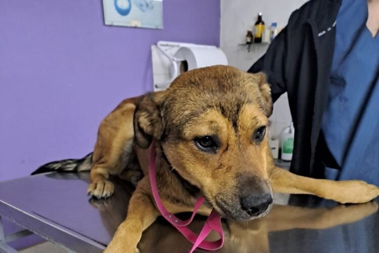 Podés castrar y vacunar a tu mascota gratis en la capital