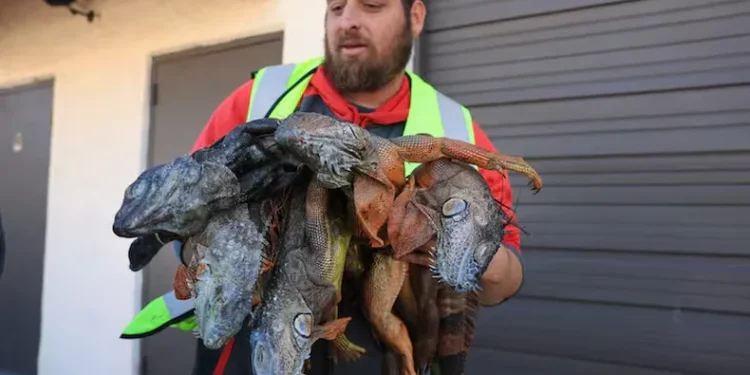 Lluvia de iguanas: El frío extremo paraliza a los reptiles en Miami