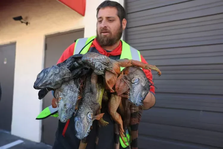 Lluvia de iguanas: El frío extremo paraliza a los reptiles en Miami