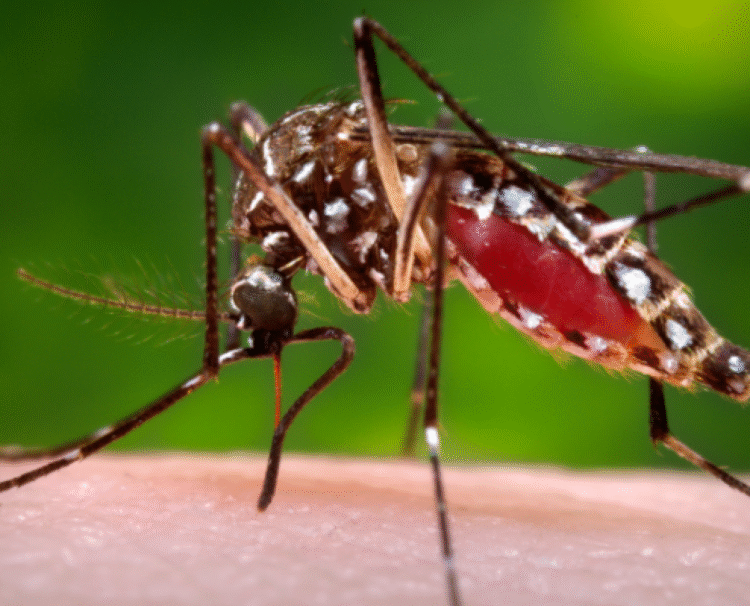 Alerta sanitaria: El brote de dengue y chikungunya en Bolivia refuerza los controles en las fronteras de Jujuy y Salta