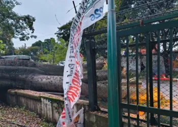Caos en el centro jujeño: Cayó un árbol frente al Comercial N°1, hay clases suspendidas y cortes de luz