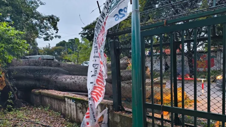 Caos en el centro jujeño: Cayó un árbol frente al Comercial N°1, hay clases suspendidas y cortes de luz