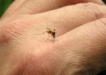 Alerta sanitaria: Confirman el primer caso de Chikungunya en la localidad de Aguas Calientes