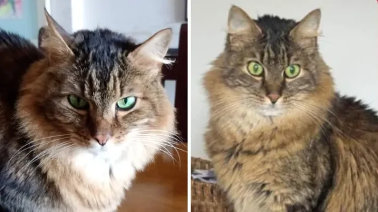 Búsqueda desesperada en Bajo La Viña: Ofrecen $500.000 de recompensa por un gato extraviado