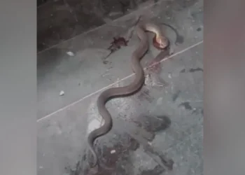 Crisis sanitaria en Jujuy: Denuncian presencia de víboras en el Hospital Gallardo y rechazan la emergencia