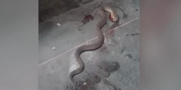 Crisis sanitaria en Jujuy: Denuncian presencia de víboras en el Hospital Gallardo y rechazan la emergencia