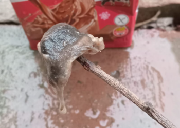 Perico: Una mujer encontró una rata en una leche y sufrió maltrato en Defensa del Consumidor