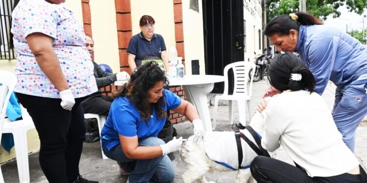 San Salvador celebra la Semana del Animal con operativos  gratuitos para mascotas