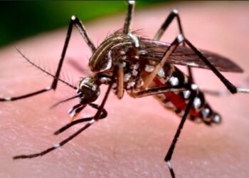 Jujuy reporta 119 casos de Chikungunya y refuerza las medidas de prevención