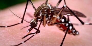 Jujuy reporta 119 casos de Chikungunya y refuerza las medidas de prevención