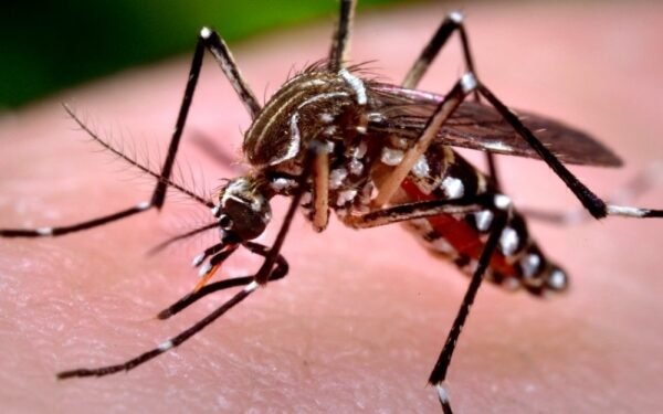 Jujuy reporta 119 casos de Chikungunya y refuerza las medidas de prevención