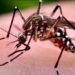 Jujuy reporta 119 casos de Chikungunya y refuerza las medidas de prevención