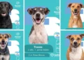 «Álbum Mundialista»: la creativa campaña en Salta para fomentar la adopción de perros