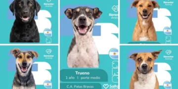 «Álbum Mundialista»: la creativa campaña en Salta para fomentar la adopción de perros