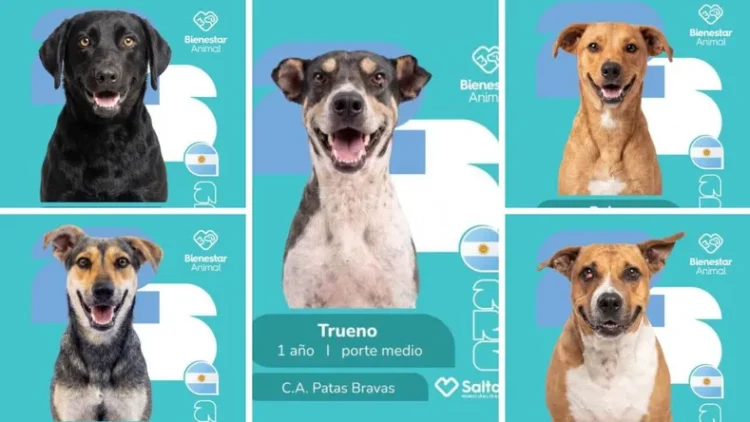 «Álbum Mundialista»: la creativa campaña en Salta para fomentar la adopción de perros