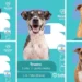 «Álbum Mundialista»: la creativa campaña en Salta para fomentar la adopción de perros