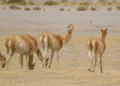 Investigan la matanza de 70 vicuñas en la Puna jujeña