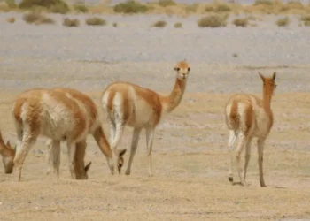 Investigan la matanza de 70 vicuñas en la Puna jujeña