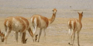 Investigan la matanza de 70 vicuñas en la Puna jujeña