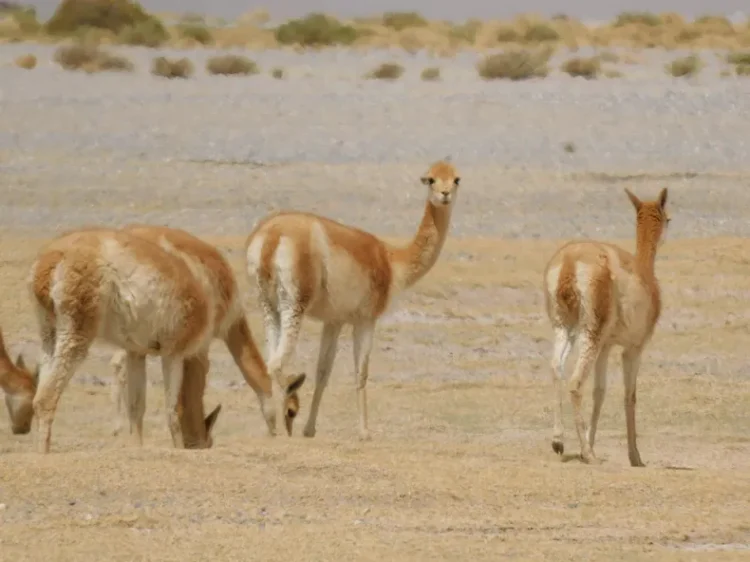 Investigan la matanza de 70 vicuñas en la Puna jujeña