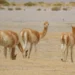 Investigan la matanza de 70 vicuñas en la Puna jujeña