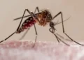 A pesar del frio reportan 122 casos de chikungunya