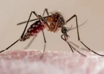 A pesar del frio reportan 122 casos de chikungunya