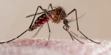A pesar del frio reportan 122 casos de chikungunya