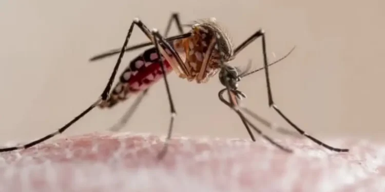 A pesar del frio reportan 122 casos de chikungunya