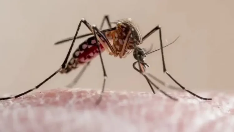 A pesar del frio reportan 122 casos de chikungunya