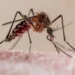 A pesar del frio reportan 122 casos de chikungunya
