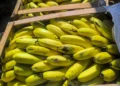 Jujuy refuerza la protección sanitaria de la producción bananera con nuevos controles al ingreso de fruta importada