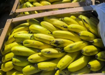 Jujuy refuerza la protección sanitaria de la producción bananera con nuevos controles al ingreso de fruta importada