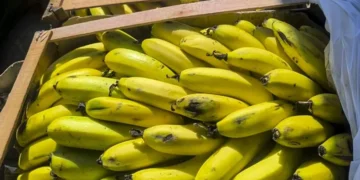 Jujuy refuerza la protección sanitaria de la producción bananera con nuevos controles al ingreso de fruta importada