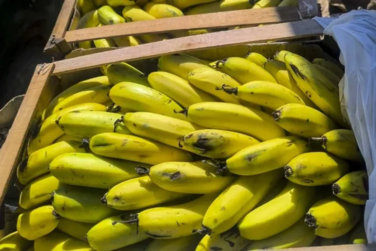 Jujuy refuerza la protección sanitaria de la producción bananera con nuevos controles al ingreso de fruta importada