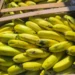 Jujuy refuerza la protección sanitaria de la producción bananera con nuevos controles al ingreso de fruta importada
